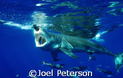 Great White Shark haveing lunch!  by Joel Peterson 